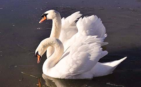 《天鹅、大虾和梭鱼》教学设计(3篇)