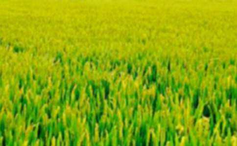 ����ѧũ�߽���Ұ�ֳ���