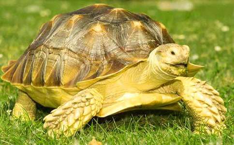 ����ѡ��С�ڹ���꼶���Ļ���ƪ