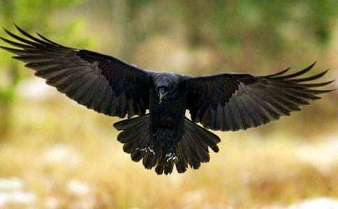 �˽̰�һ�꼶����ѻ��ˮ����ѧ��˼