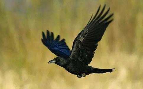 ����ѻ��ˮ����ѧ��� 15ƪ