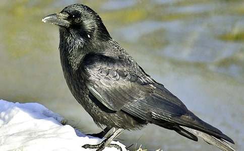 ����ѻ��ˮ����ѧ���Ƭ�μ���˼