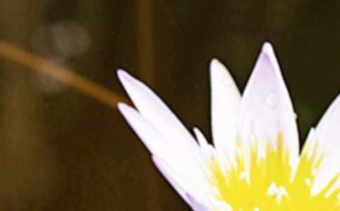 十首描写夏至的古诗