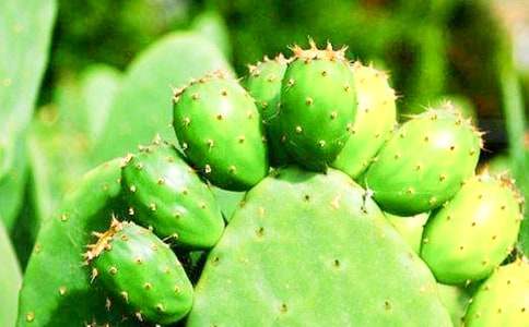 仙人掌五年级作文