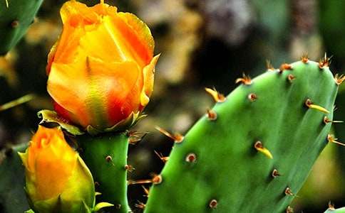 �����ƻ�����������