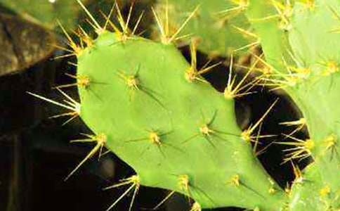 �����ƹ۲��ռ�15ƪ