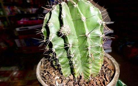 Сѧ���꼶����������