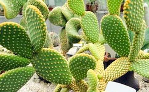 ��ʮ��Ρ������ơ��ڶ���ʱ�̰�