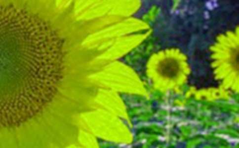 ����ϲ����ֲ�����տ����꼶����