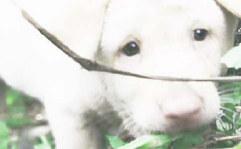 小狗二年级作文汇编15篇