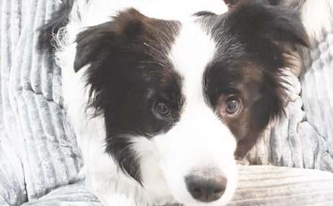 一只小狗三年级作文