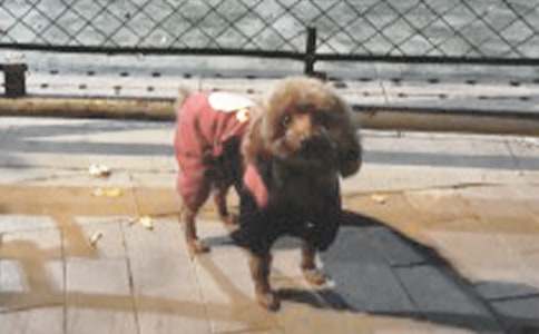 С��Сѧ�ռ�15ƪ