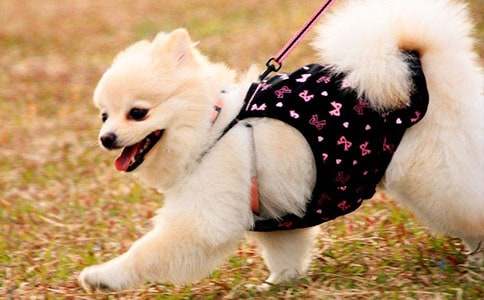 ���꼶�ɰ���С������8ƪ