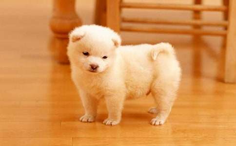 四年级我的动物朋友小狗作文