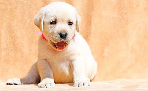 �ҵĶ�������С�����꼶����[����8ƪ]