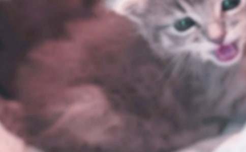 �йض��꼶�ɰ���Сè����300�ְ�ƪ