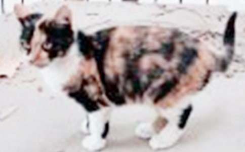 ���ڶ��꼶�ɰ���Сè���ģ�ͨ��24ƪ��