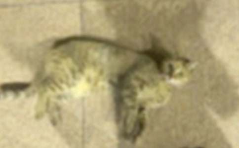 �йض��꼶�ɰ���Сè���Ļ���5ƪ