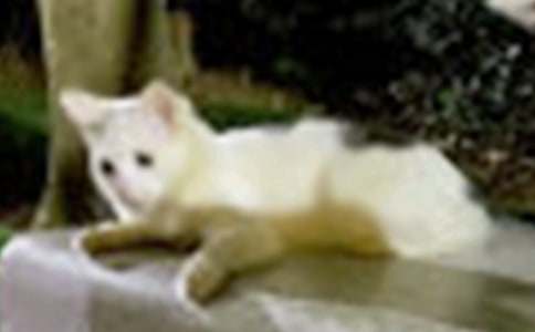 ���ڶ��꼶�ɰ���Сè���ĺϼ���ƪ