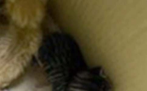 ��ѡ���꼶�Ҽҵ�Сè����5ƪ