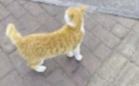 �����������꼶�ɰ���Сè����300����ƪ