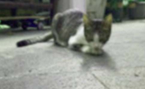 ��ѡ���꼶�ɰ���Сè������ƪ