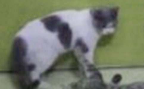 �йض��꼶�Ҽҵ�Сè���Ľ���8ƪ