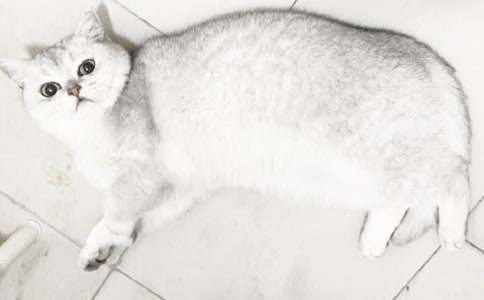 精选二年级我家的小猫作文锦集九篇