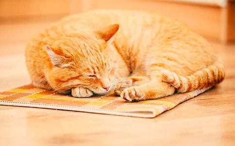 ��ѡ���꼶�Ҽҵ�Сè���Ļ���ƪ