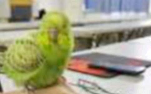 新课标二年级上册《小鸟和牵牛花》教学设计与反思