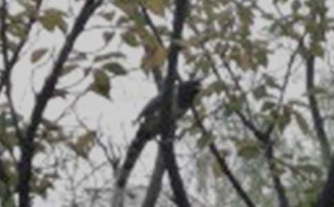 六年级想象作文:我是一只小鸟(精选19篇)