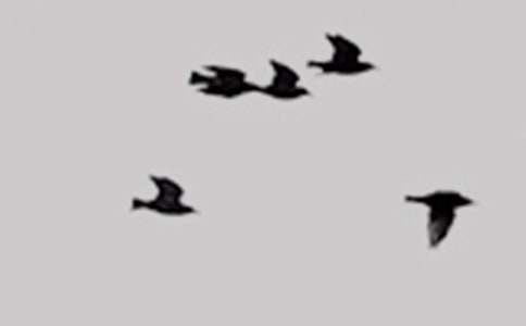 һ�꼶��ͼд�����ķ��ģ��ŷ�С��