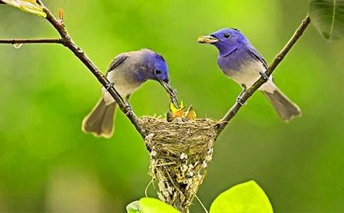 ���꼶��������һֻС������