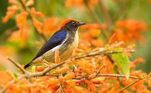 ���꼶С������Ľ���5ƪ