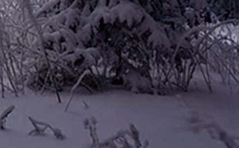 ����Сѩ������ɢ��