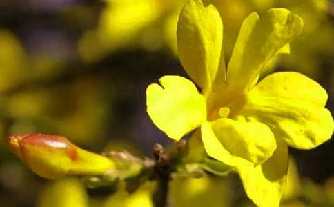 描写迎春花的古诗