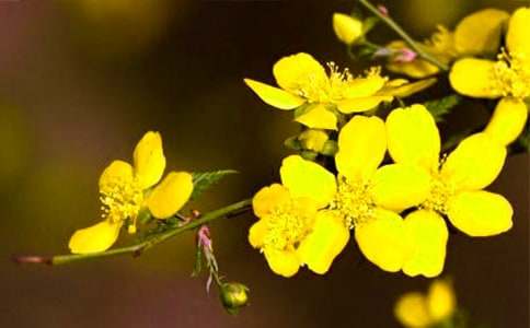 ��ѡСѧ����ӭ��������100��