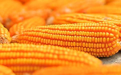 小学五年级作文:剥玉米