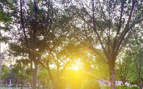 简单朋友圈早安祝福语大全(通用110句)