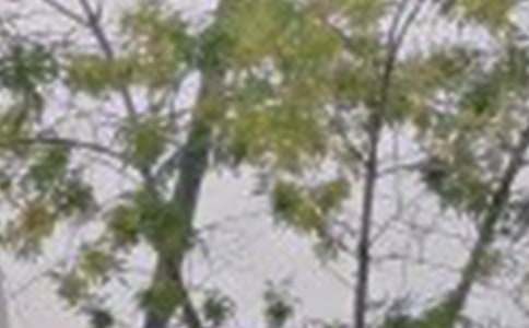 �������������簲������ͼƬ