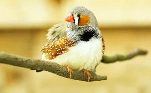 ��ʦ������꼶�²ᡶ���������Ľ̰�