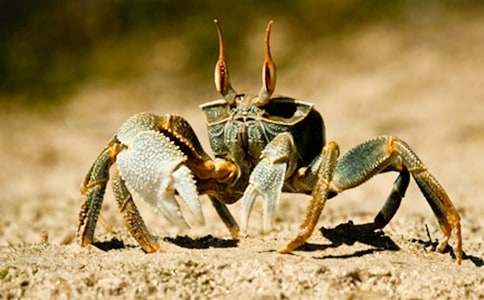 剥螃蟹的作文最新(通用21篇)