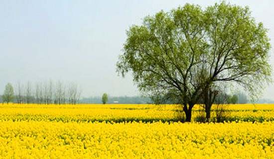 2017���λ����