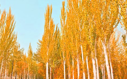 �����ѧ�μ�