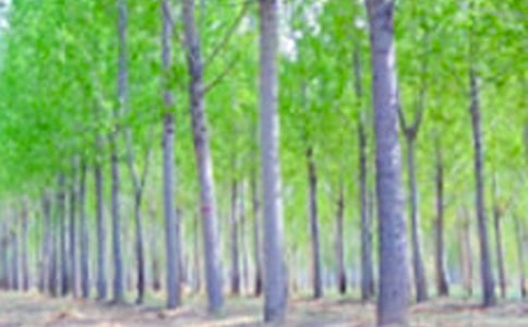 �����˵�θ�