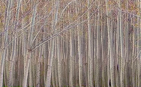 描写白杨树的句子