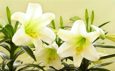 �������ϵİٺϻ��������꼶�����