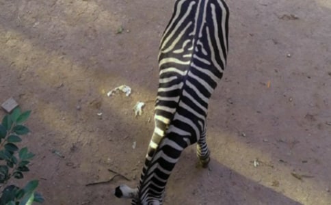 �������Ĵ���