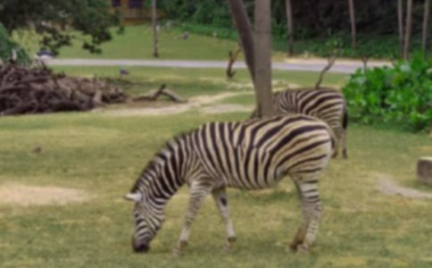 С����������