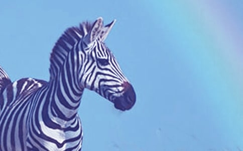 小斑马的花衣裳三年级童话作文(通用17篇)